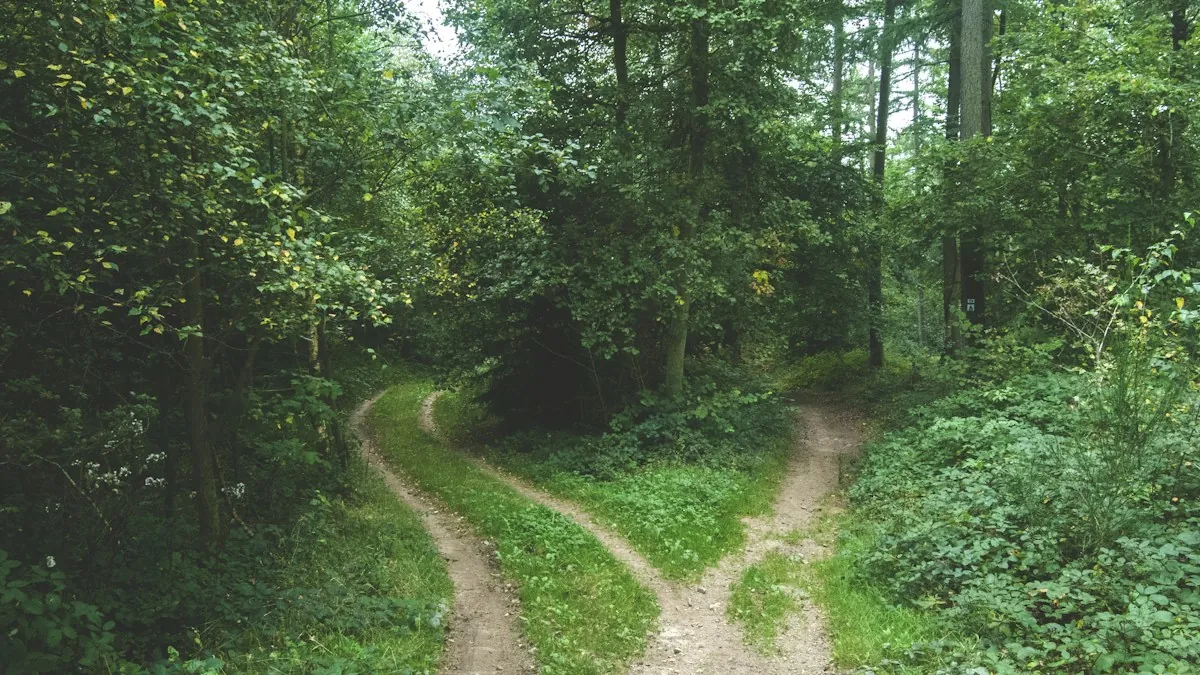 A forest path that splits into two